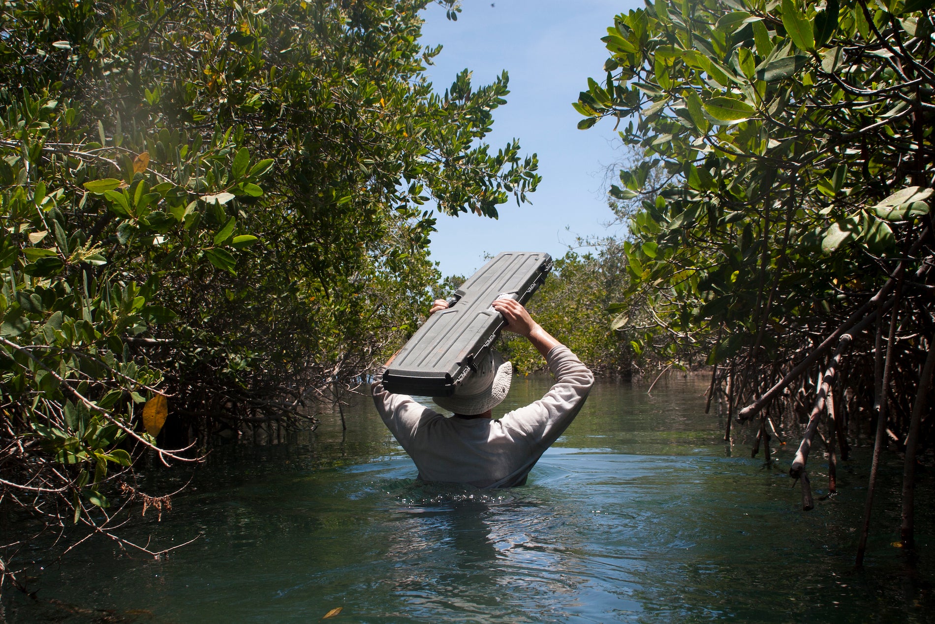 Mexikanische Mangroven binden seit 5000 Jahren Kohlenstoff